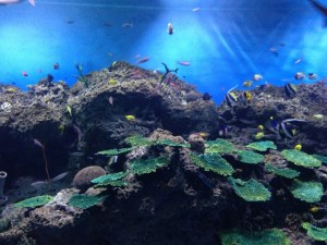 20130716-125114.jpg